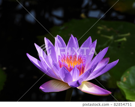 Water lily Water lily Water lily Water lily 82854751
