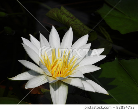 睡蓮睡蓮 82854752