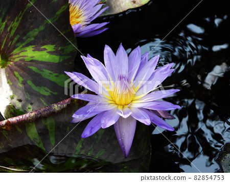 睡蓮睡蓮 82854753