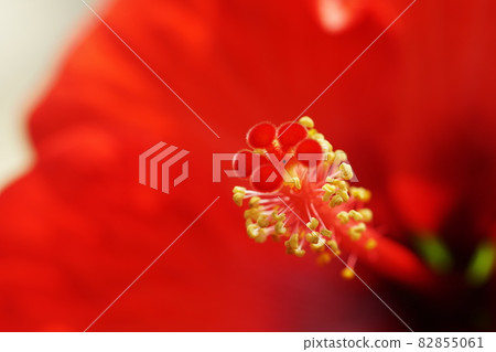 Hibiscus Hibiscus Hibiscus Hibiscus 82855061