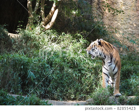 Tiger portrait 82855423