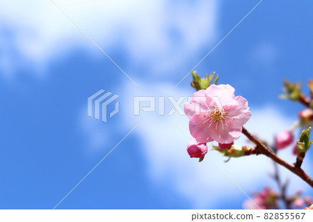 藍天和河津櫻花3 82855567