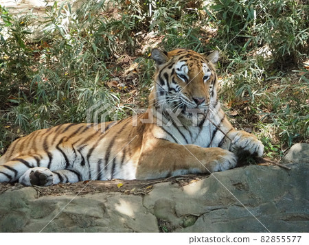 Scenery with a dignified tiger Scenery with a dignified tiger 82855577