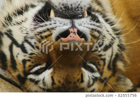 Next year's zodiac Next year's zodiac 82855756