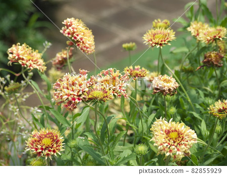 Gailarudia花 82855929