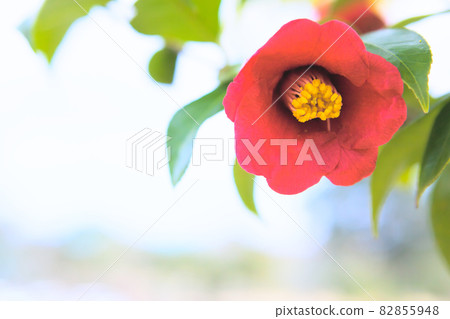 一朵紅色山茶花的特寫 82855948