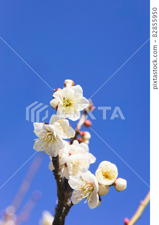 Close-up of white plum blossoms in full bloom 82855950