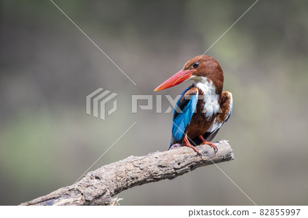 Image of White-throated Kingfisher(Halcyon smyrnesis) on branch on nature background. Bird. Animals. 82855997