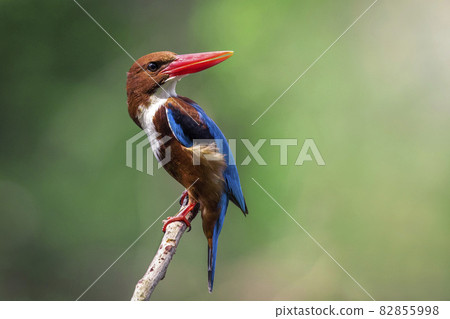 Image of White-throated Kingfisher(Halcyon smyrnesis) on branch on nature background. Bird. Animals. 82855998