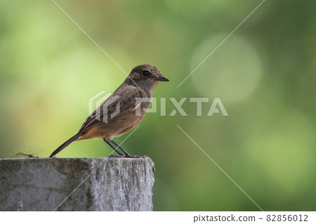 Image of Asian Brown Flycatcher (Muscicapa dauurica) on branch on nature background. Bird. Animals. Image of Asian Brown Flycatcher (Muscicapa dauurica) on branch on nature background. Bird. Animals. 82856012