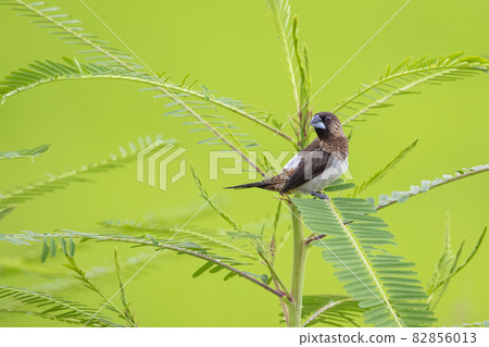 Image of white-rumped munia Bird (Lonchura striata) on nature background. Birds. Animal. 82856013