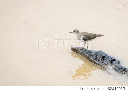 Image of Common Sandpiper bird (Actitis hypoleucos) looking for food in the swamp on nature background. Bird. Animals. Image of Common Sandpiper bird (Actitis hypoleucos) looking for food in the swamp on nature background. Bird. Animals. 82856015