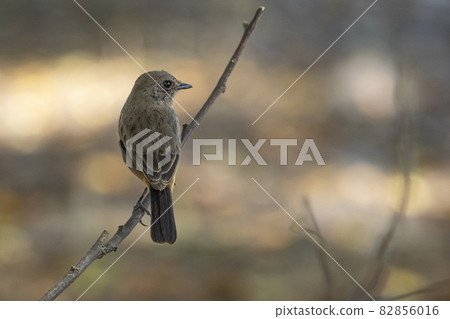 Image of Asian Brown Flycatcher (Muscicapa dauurica) on branch on nature background. Bird. Animals. Image of Asian Brown Flycatcher (Muscicapa dauurica) on branch on nature background. Bird. Animals. 82856016