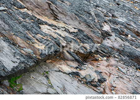 a shale rocks colored background and texture 82856871