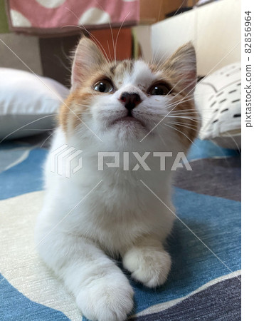 A greedy cat 82856964