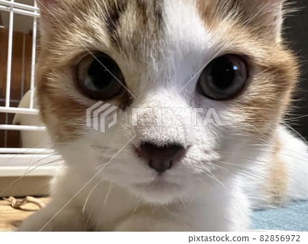 小貓特寫 82856972