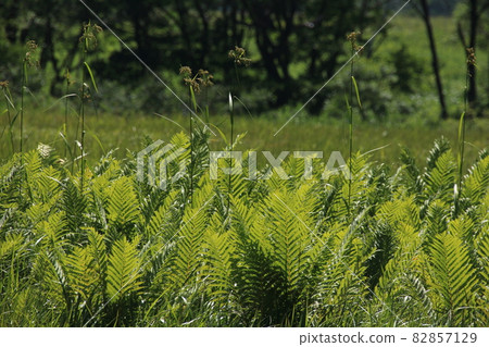 Landscape / Oze / Raised bog Landscape / Oze / Raised bog 82857129