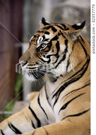 Sumatran tiger Sumatran tiger 82857779
