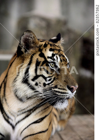 蘇門答臘虎 82857862