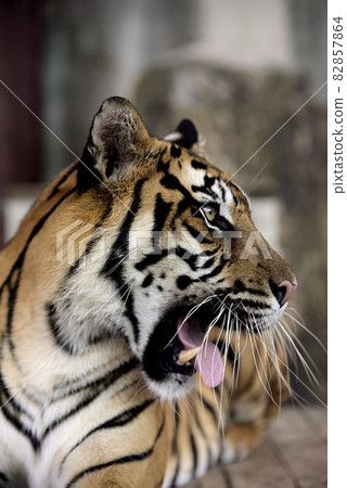 蘇門答臘虎 82857864