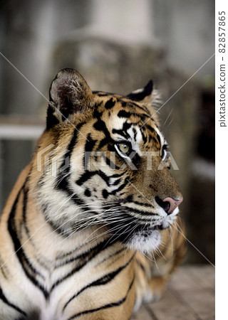 蘇門答臘虎 82857865