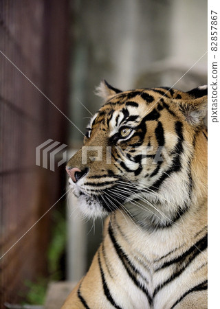 蘇門答臘虎 82857867