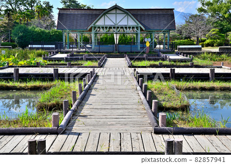 Saga City Kouno Park Dragonfly Pond Saga City Kouno Park Dragonfly Pond 82857941