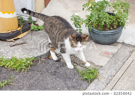 一隻貓看著相機 82858042