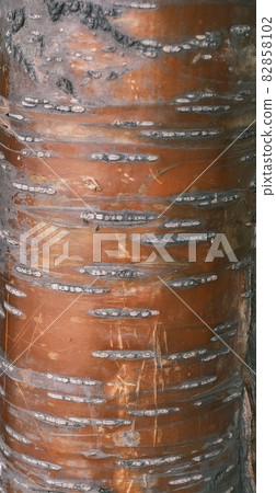 A textured backfround of the tree bark 82858102