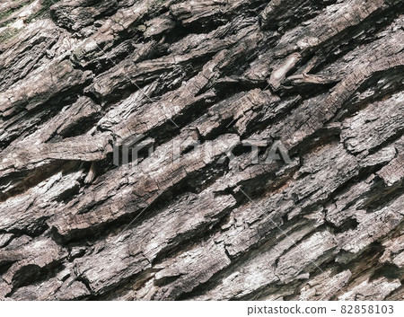 A textured backfround of the tree bark 82858103