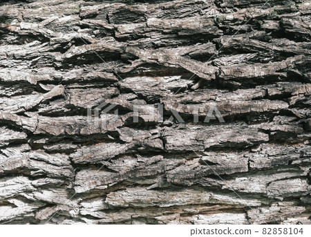 A textured backfround of the tree bark 82858104