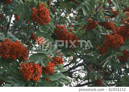 A red rowan bunches background realistic colored A red rowan bunches background realistic colored 82858152