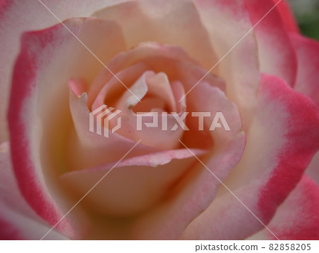 Roses like singing 2 82858205