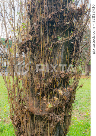 Trunk surrounded by twigs 82858430