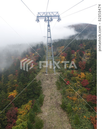Autumn leaves yellow leaves Zao 82858474
