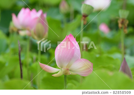 Lotus flower Lotus flower 82858509