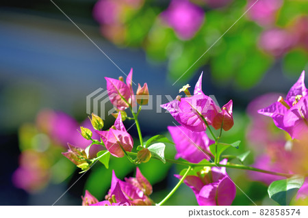 Ofuna Flower Center Flowerbed / Bougainvillea 82858574