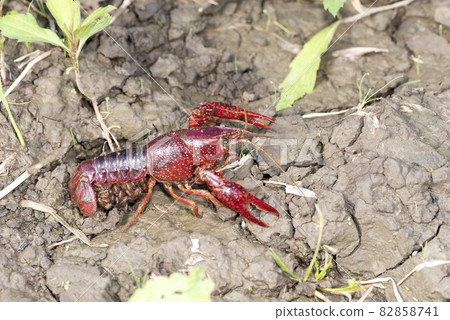 美國小龍蝦 美國小龍蝦 82858741