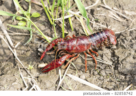 美國小龍蝦 82858742