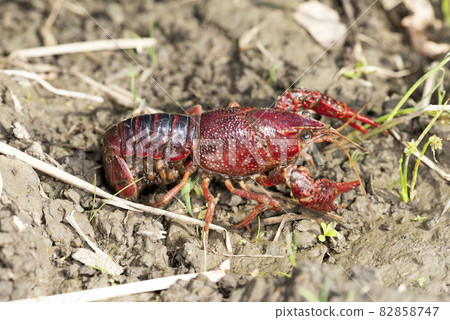 American crayfish American crayfish 82858747