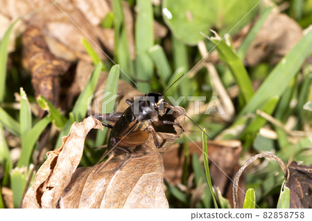 Emma cricket 82858758