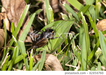 Emma cricket 82858760