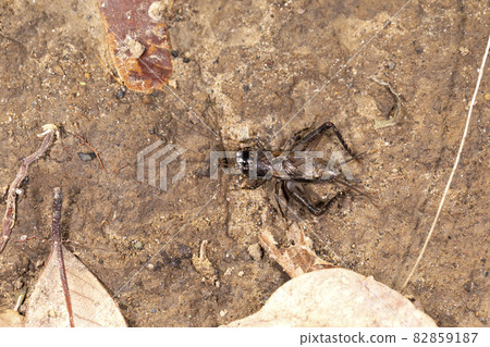 Hara Okame Cricket 82859187