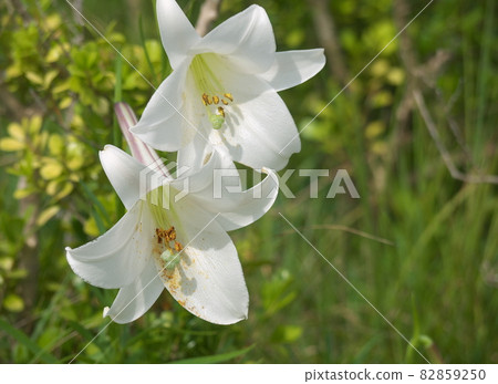 復活節百合 82859250
