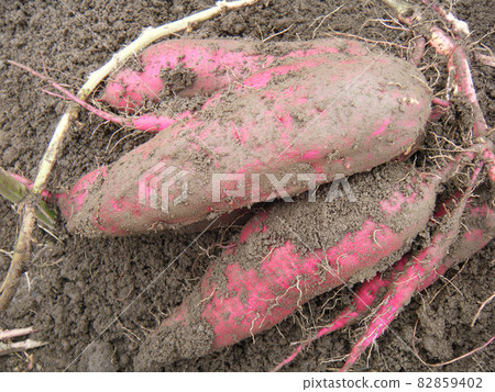 Dig sweet potatoes Dig sweet potatoes 82859402