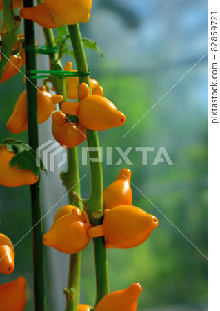 大船花卉中心花壇/狐狸臉 82859721