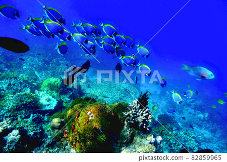 在馬爾代夫伊胡魯悅椿度假村浮潛 82859965