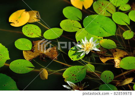 Ofuna Flower Center Flowerbed / Tropical Water Lily Ofuna Flower Center Flowerbed / Tropical Water Lily 82859978