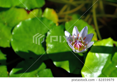 大船花卉中心花壇/熱帶睡蓮 82859979