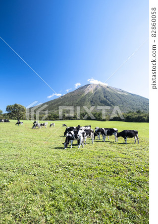 Cows grazing in Daisen (near Daisen Makiba Milk Village) Cows grazing in Daisen (near Daisen Makiba Milk Village) 82860058